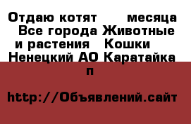 Отдаю котят. 1,5 месяца - Все города Животные и растения » Кошки   . Ненецкий АО,Каратайка п.